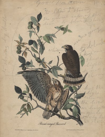 Broad-winged Buzzard, litho by J.T. Bowen, 1840 by John James Audubon